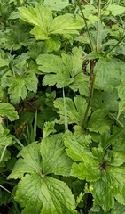 Eriocapitella rivularis