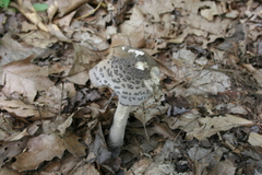 Amanita ceciliae