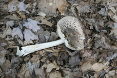 Amanita ceciliae