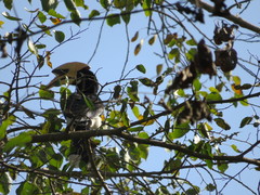 Anthracoceros albirostris