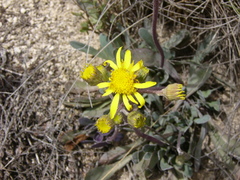 Jacobaea auricula