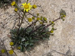 Jacobaea auricula