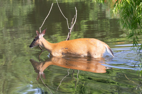 White-tailed Deer photographed in Massachusetts