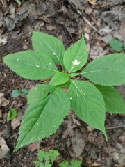 Impatiens parviflora