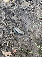Lepidoptera