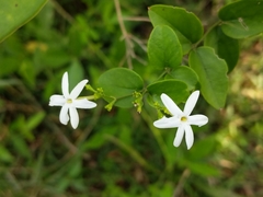 Jasminum multipartitum