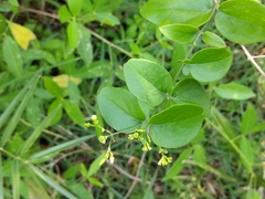 Jasminum multipartitum