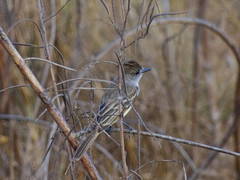 Myiarchus tyrannulus