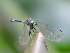 Micrathyria ocellata