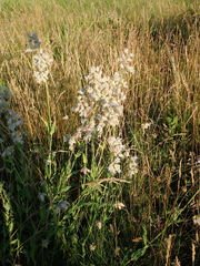 Silene vulgaris