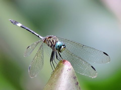 Micrathyria ocellata