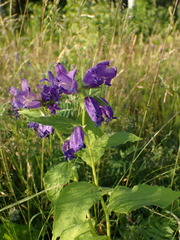 Campanula latifolia