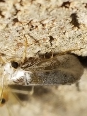 Prodoxus decipiens
