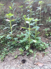 Spermacoce alata