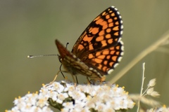 Melitaea parthenoides