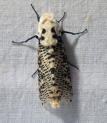 Zeuzera multistrigata