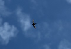 Streptoprocne semicollaris