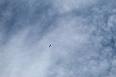 Streptoprocne semicollaris