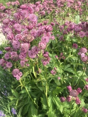 Astrantia major
