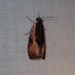 Olethreutes nigranum