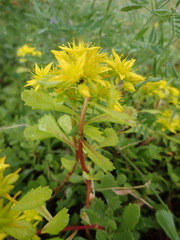 Phedimus kamtschaticus