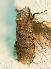 Prionoxystus macmurtrei