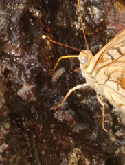 Apaturinae