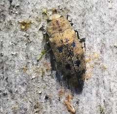 Lamprodila