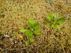 Antennaria racemosa