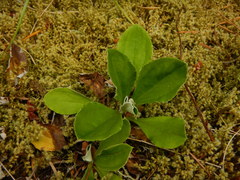 Antennaria racemosa