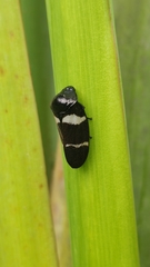 Ectemnonotum bivittatum