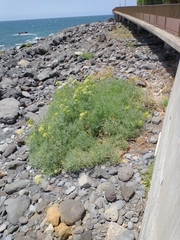 Crithmum maritimum image