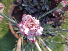 Dianthus caryophyllus