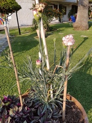 Dianthus caryophyllus