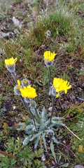 Hieracium piliferum