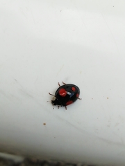Harmonia axyridis
