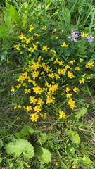 Lotus corniculatus