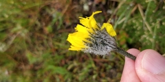 Hieracium piliferum
