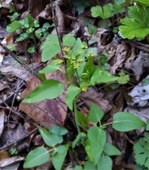 Thaspium trifoliatum