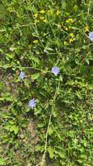 Cichorium intybus