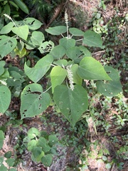 Mallotus apelta