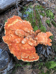 Laetiporus montanus