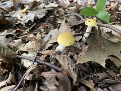 Leccinum luteum
