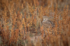 Thinocorus rumicivorus rumicivorus