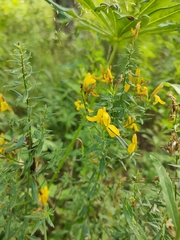 Genista tinctoria