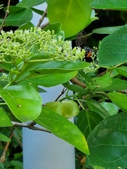 Euaspis polynesia