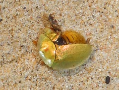 Aspidimorpha puncticosta