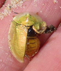 Aspidimorpha puncticosta