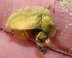 Aspidimorpha puncticosta