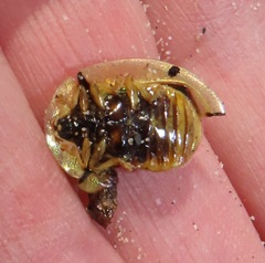 Aspidimorpha puncticosta